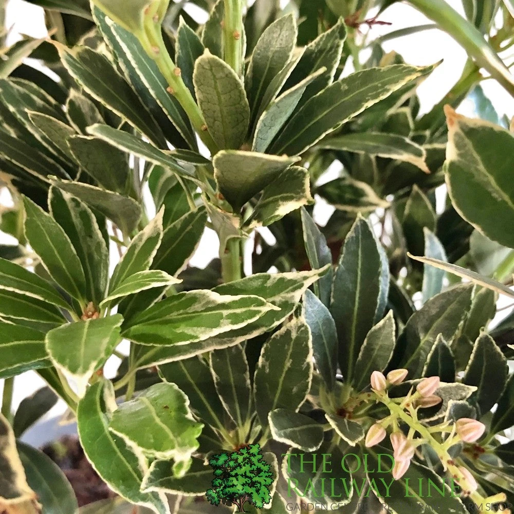 Pieris 'Polar Passion' 3Ltr Pot (NL) 2 Pieris 'Polar Passion' 3Ltr Pot (NL) - Image 2