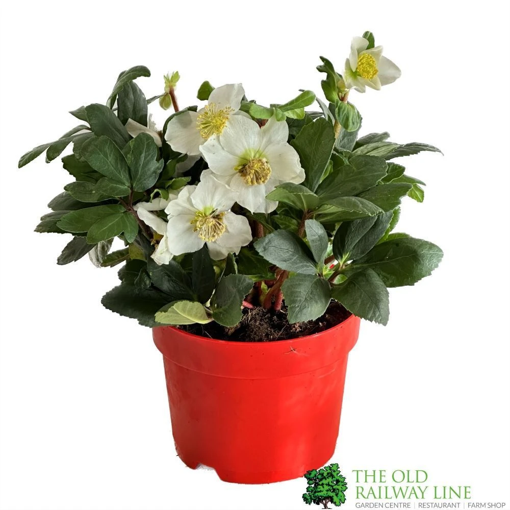 Hellebore Niger 'Chistmas Carol' Helleborus 2Ltr Red Pot 1 Hellebore Niger 'Chistmas Carol' Helleborus 2Ltr Red Pot