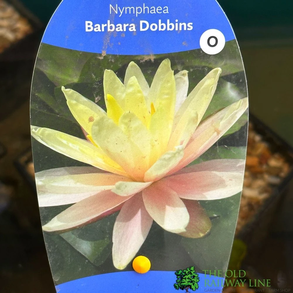 Water Lily Nymphaea Barbara Dobbins Pond Plant 3Ltr 1 Water Lily Nymphaea Barbara Dobbins Pond Plant 3Ltr