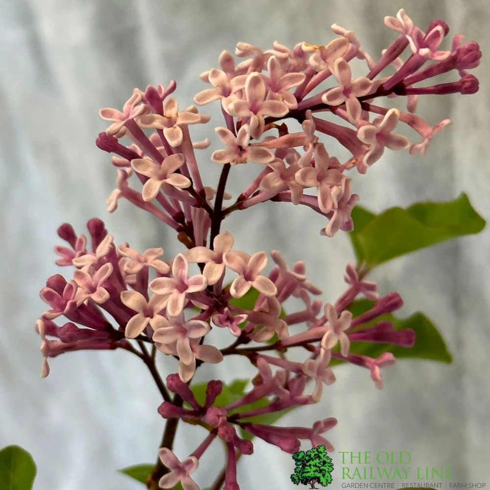 Syringa Microphylla Lilac Standard 3Ltr Pot 2 Syringa Microphylla Lilac Standard 3Ltr Pot - Image 2
