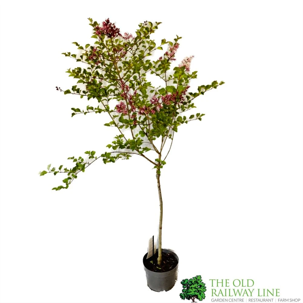 Syringa Microphylla Lilac Standard 3Ltr Pot 1 Syringa Microphylla Lilac Standard 3Ltr Pot
