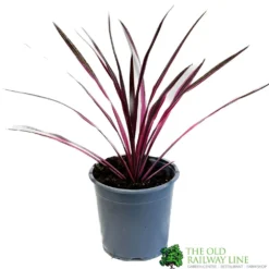 Cordyline Australis 'Pink Passion' 2Ltr Pot