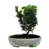Bonsai Tree 'Chamaecyparis' Outdoor Bonsai 20cm Pot