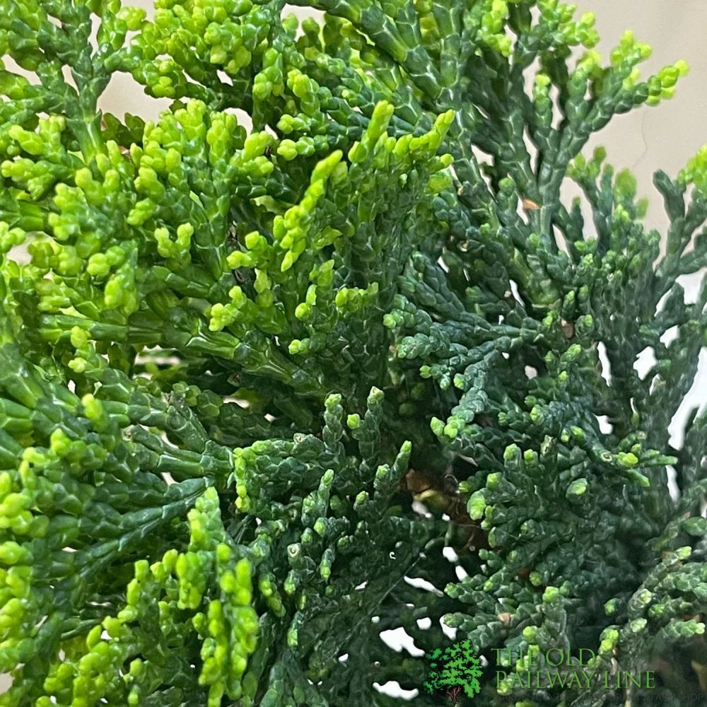 Bonsai Tree 'Chamaecyparis' Outdoor Bonsai 20cm Pot 3 Bonsai Tree 'Chamaecyparis' Outdoor Bonsai 20cm Pot - Image 3