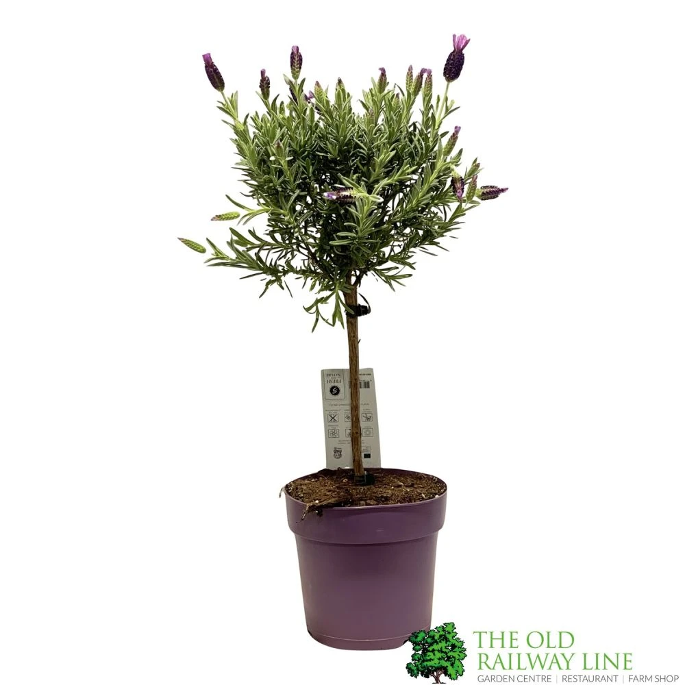 Lavandula 'Anouk' Lavender Tree 15cm Pot 1 Lavandula 'Anouk' Lavender Tree 15cm Pot