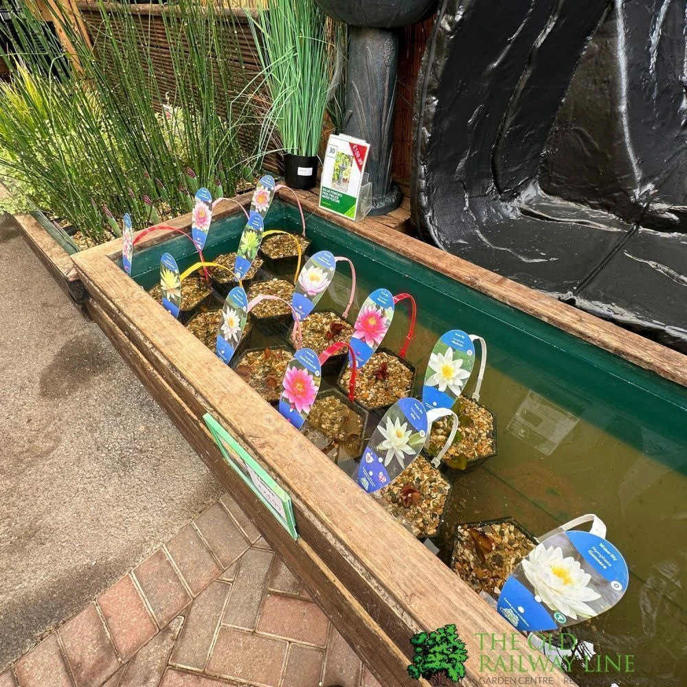 Water Lily Nymphaea Barbara Dobbins Pond Plant 3Ltr 2 Water Lily Nymphaea Barbara Dobbins Pond Plant 3Ltr - Image 2