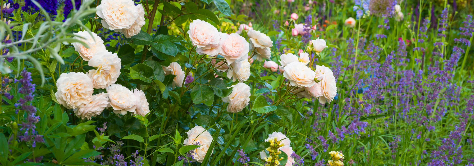 Hozeelock Store 16 Hozeelock Store -Hozeelock Store Emily Bronte 1B B0010653 4