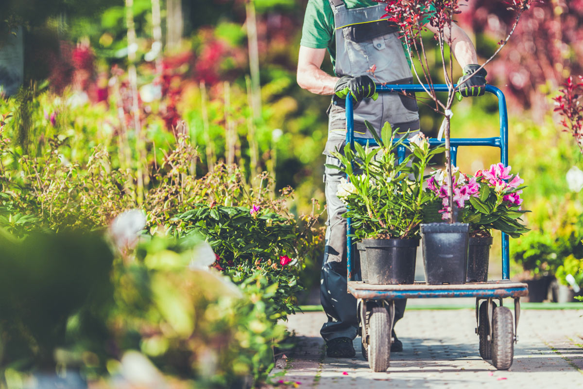 Hozeelock Store 1 Hozeelock Store -Hozeelock Store cay canh giup thanh loc khong khi cai thien suc khoe va tang nang suat lam viec